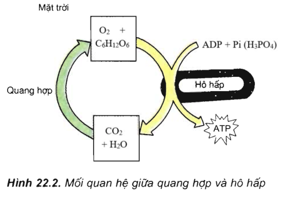 ve-so-do-moi-quan-he-giua-ho-hap-va-quang-hop