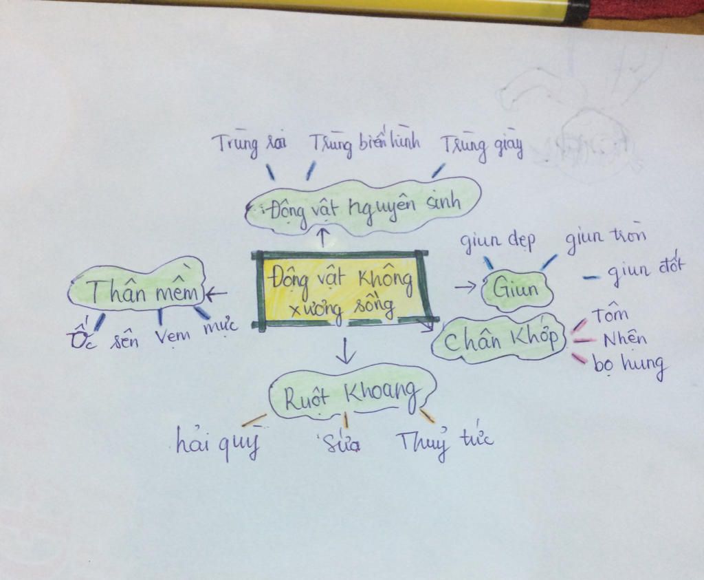 ve-so-do-nganh-dong-vat-khong-uong-song