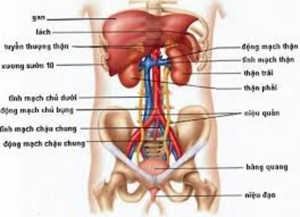 ve-so-do-tong-ket-bai-vitamin-va-muoi-khoang-va-bai-chu-de-he-bai-tiet-o-nguoi