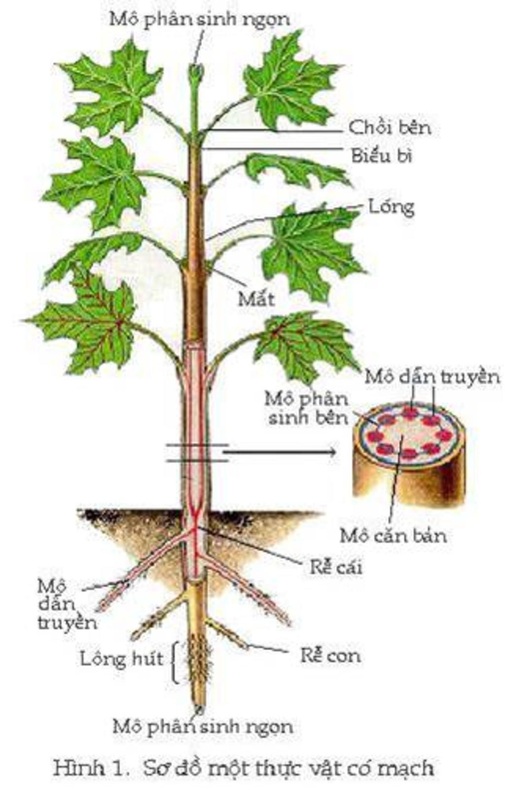 ve-so-do-tu-duy-bai-15-co-quan-sinh-san-cua-cay-anh-ve-ra-giay-nha