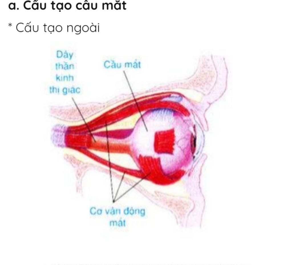 vẽ sơ đồ tư duy bài cơ quan phân tích thị giác và vệ sinh mắt - sinh học 8 ve-so-do-tu-duy-bai-co-quan-phan-tich-thi-giac-va-ve-sinh-mat-sinh-hoc-8
