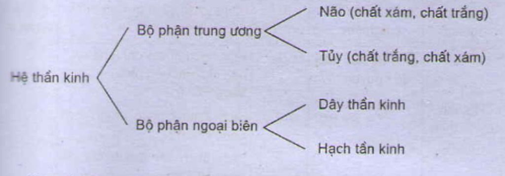 ve-so-do-tu-duy-bai-gioi-thieu-chung-ve-nguoi-mon-sinh-hoc-lop-7-giup-mik-di