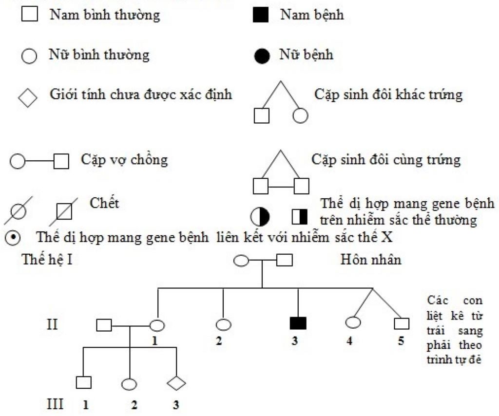 ve-so-do-tu-duy-bai-phuong-phap-nghien-cuu-di-truyen-nguoi-sinh-hoc-9