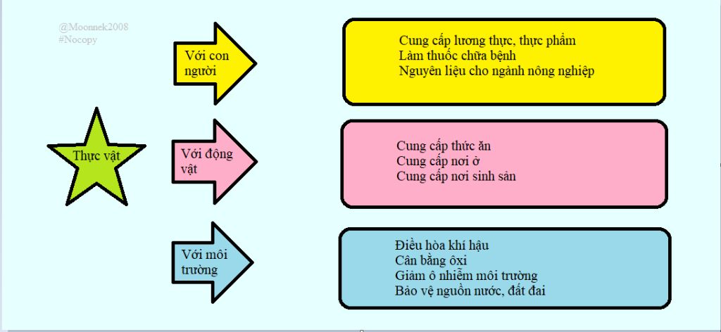 ve-so-do-tu-duy-bang-mau-ve-sinh-hoc-6-vai-tro-cua-thuc-vat-ko-chep-mang