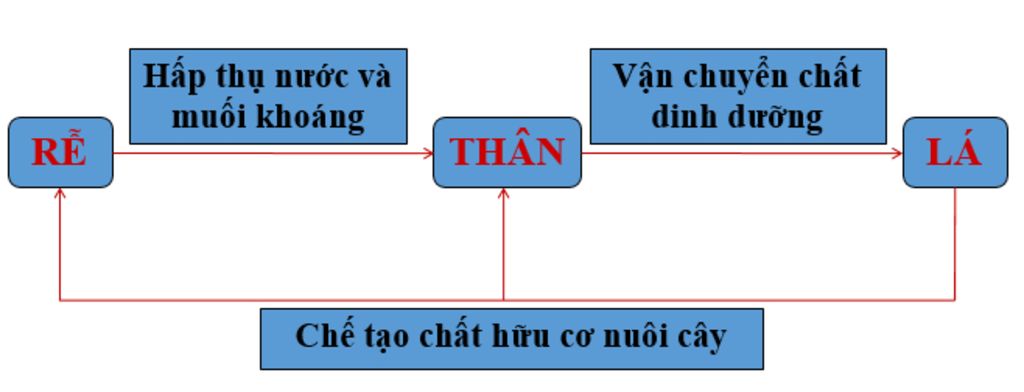 ve-so-do-tu-duy-cac-bo-phan-cua-cay-co-co-hoa