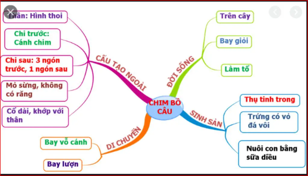 ve-so-do-tu-duy-lop-chim-bao-gom-da-dang-ke-ten-cac-bo-dac-diem-chung-cua-lop-chim-vai-tro-loi-i