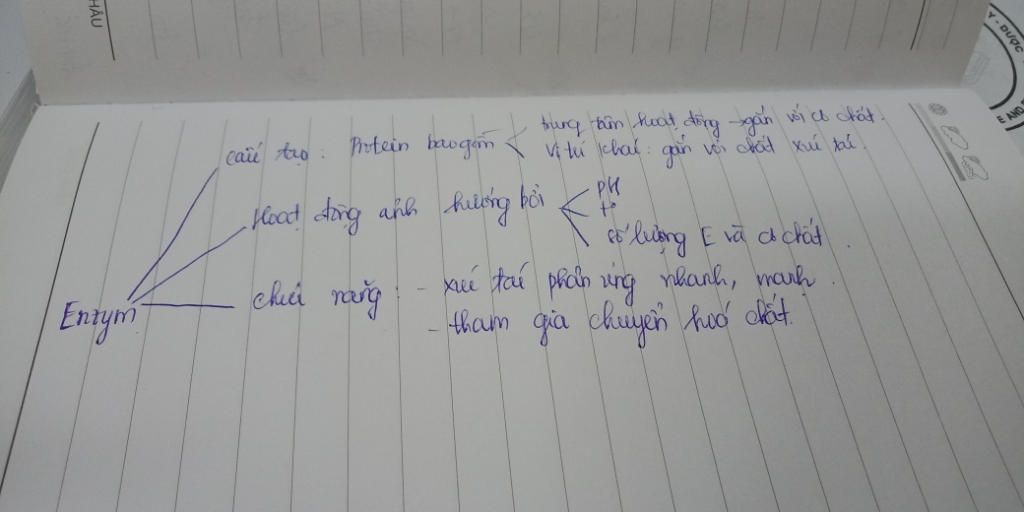ve-so-do-tu-duy-nham-tong-hop-cac-kien-thuc-ve-enzim-va-vai-tro-cua-enzim-trong-qua-trinh-chuyen