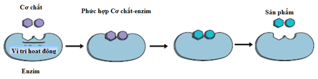 ve-so-do-tu-duy-nham-tong-hop-cac-kien-thuc-ve-enzim-va-vai-tro-cua-enzim-trong-qua-trinh-chuyen