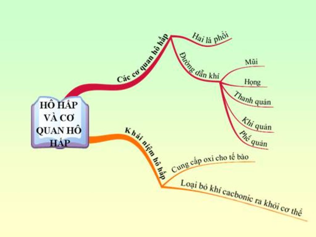 ve-so-do-tu-duy-tom-tat-bai-20-sach-giao-khoa-sinh-hoc-lop-8