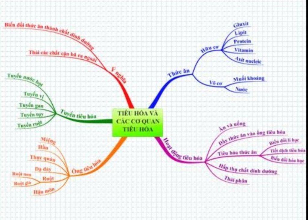 ve-so-do-tu-duy-tom-tat-mon-sinh-hoc-bai-24-tieu-hoa-va-cac-co-quan-tieu-hoa-em-can-gap-a-giup-e