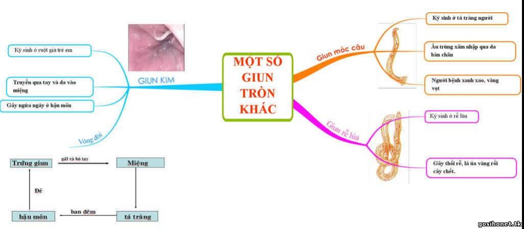 ve-so-do-tu-duy-tom-tat-nhung-kien-thuc-da-hoc-trong-chuong-3-nganh-giun