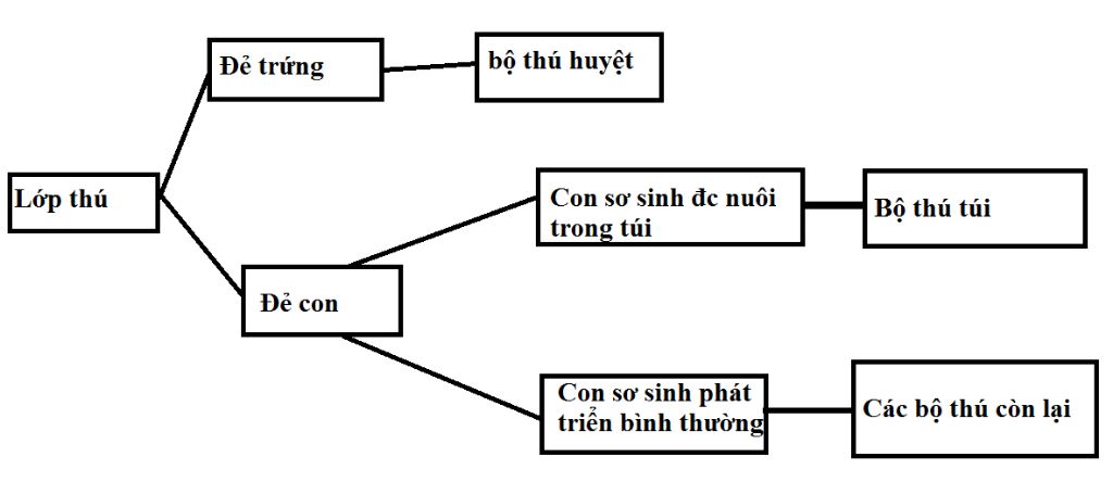 ve-so-do-tu-duy-tom-tat-noi-dung-bai-52-thuc-hanh-em-bang-hinh-ve-doi-song-va-tap-tinh-cua-thu-t