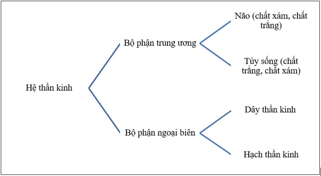ve-so-do-tu-duy-tong-ket-chuong-i-he-than-kinh-va-giac-quan