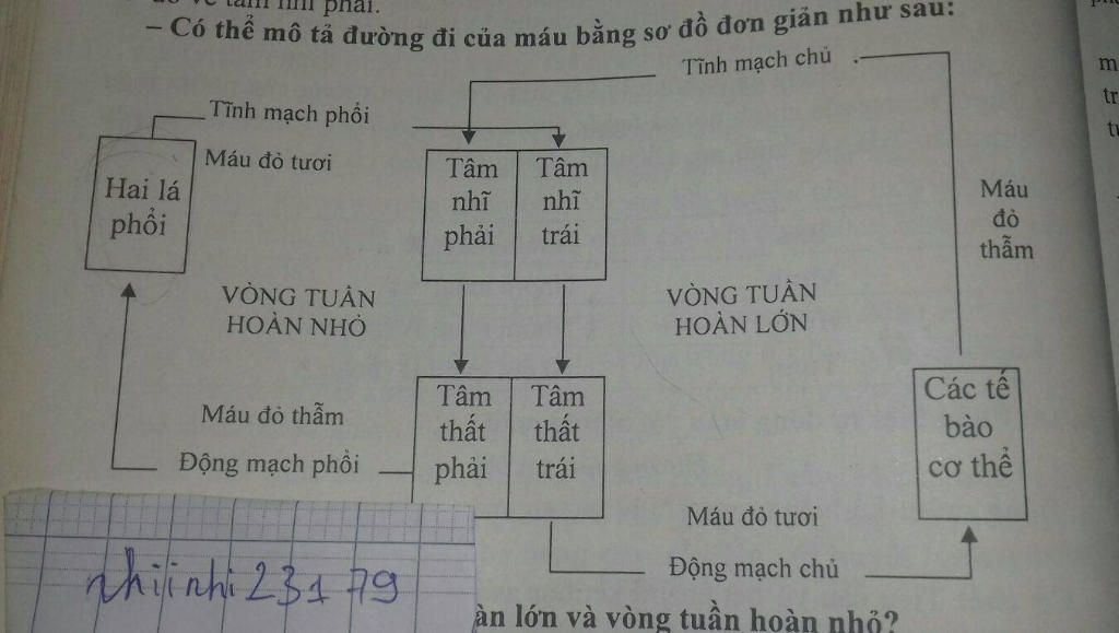 Sơ đồ tư duy tuần hoàn máu giúp bạn tìm hiểu sâu hơn về các thành phần và quá trình trong hệ tuần hoàn. Bạn có muốn nâng cao kiến thức về y học và tập luyện tư duy? Hãy xem hình ảnh liên quan đến chủ đề này!