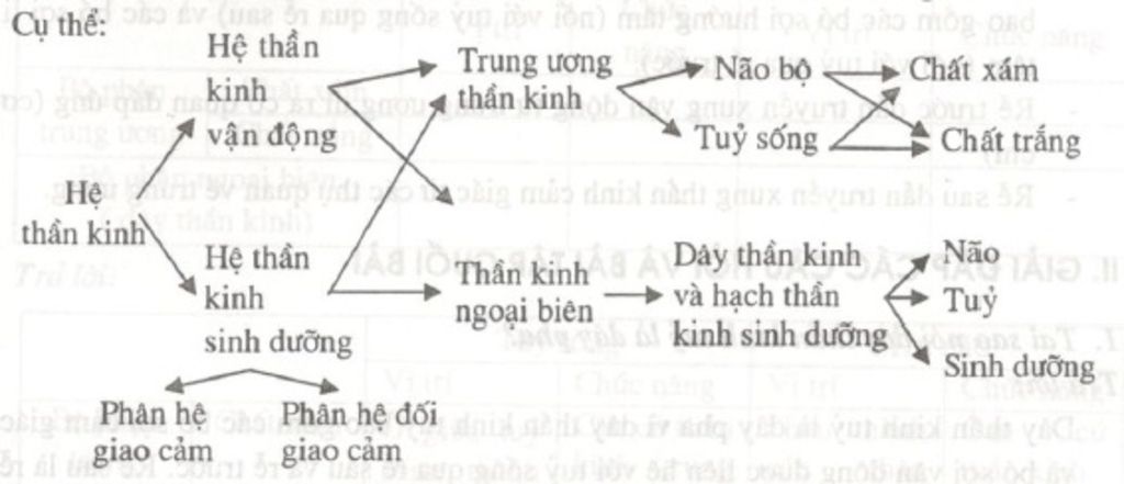 ve-so-do-tu-duy-ve-cau-tao-va-chuc-nang-he-than-kinh
