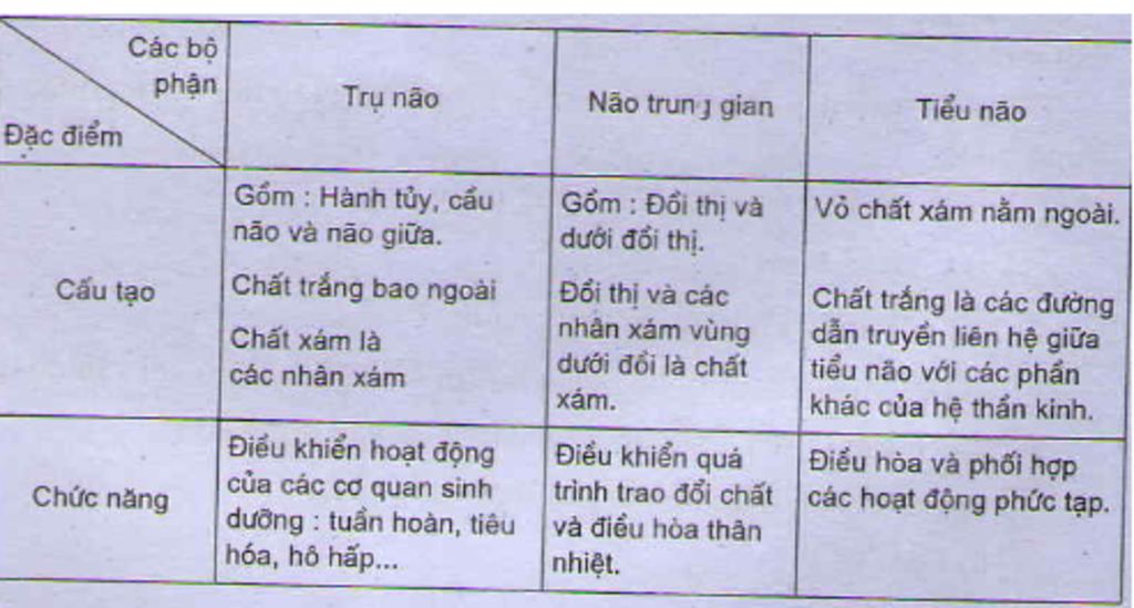 ve-so-do-tu-duy-ve-cau-tao-vi-tri-chuc-nang-cua-tru-nao-tieu-nao-nao-trung-gian-va-dai-nao