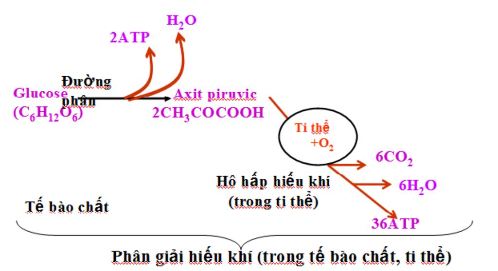ve-so-do-tu-duy-ve-chu-de-ho-hap-giup-mk-voi-mk-can-luon