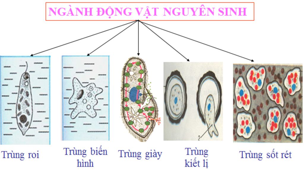 ve-so-do-tu-duy-ve-dong-vat-nguyen-sinh-7