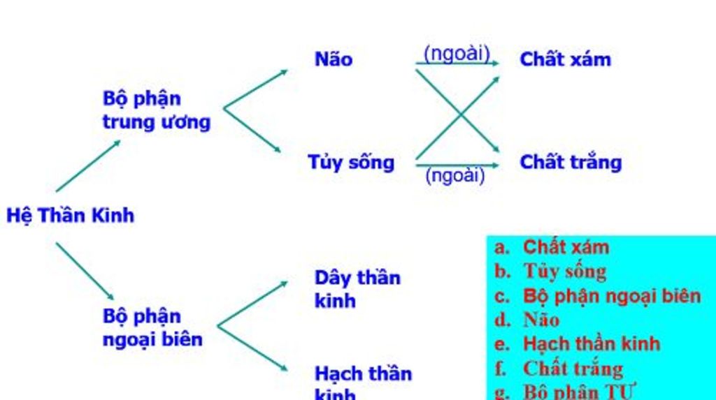 ve-so-do-tu-duy-ve-he-than-kinh-va-giac-quan