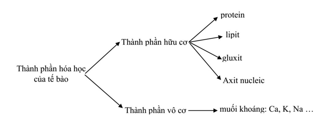 ve-so-do-tu-duy-ve-thanh-phan-hoa-hoc-cua-te-bao