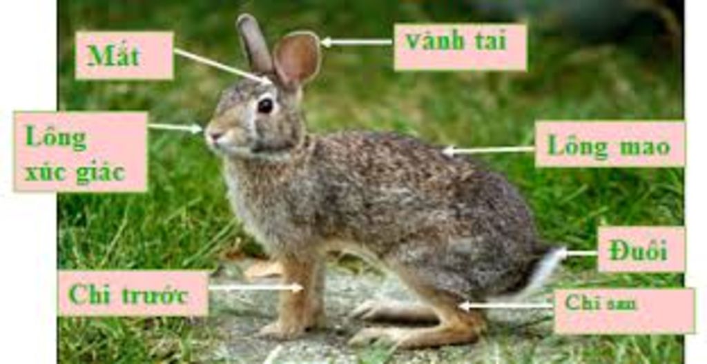 ve-so-do-tu-duy-ve-tho-doi-song-cau-tap-ngoai-di-chuyen-sinh-san