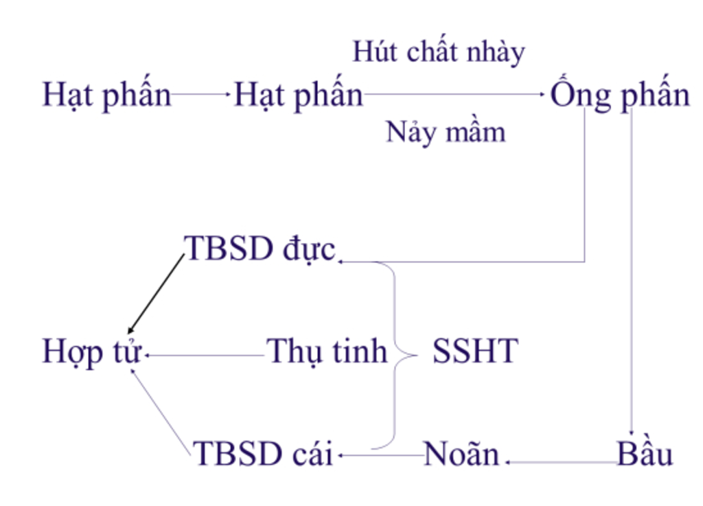 ve-so-do-tu-duy-ve-thu-phan-va-thu-tinh-ket-hat-tao-qua-vi-sao-nguoi-ta-khuyen-khich-nen-trong-c