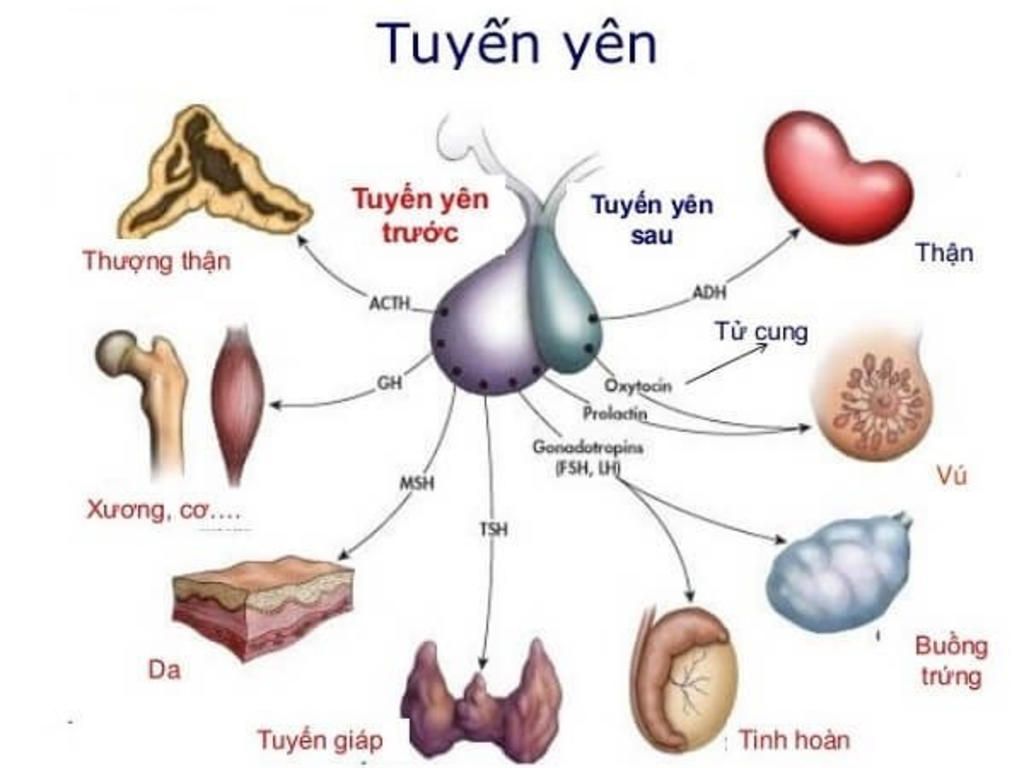 ve-so-do-tuyen-yen-mong-cac-ban-giup-minh