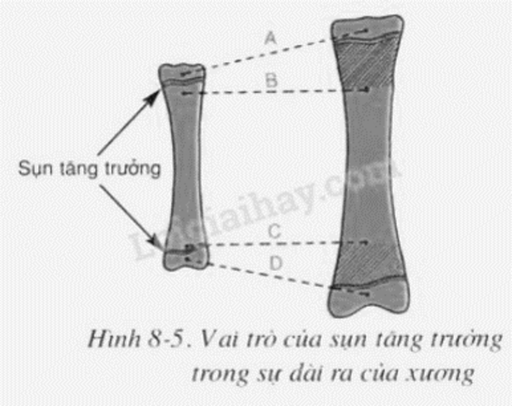 ve-so-do-va-cho-biet-vai-tro-cua-sun-tang-truong