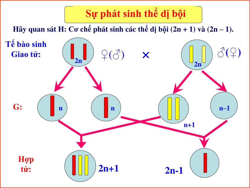 ve-so-do-va-giai-thich-neu-bieu-hien-benh-dao-tocno