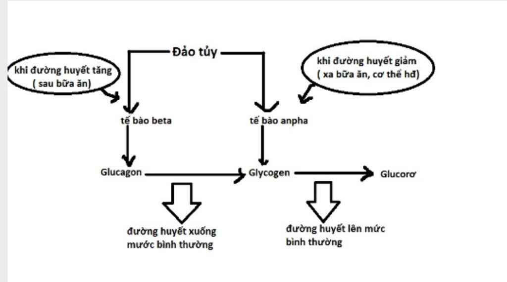 ve-so-do-va-giai-thich-su-phoi-hop-hoat-dong-cua-cac-tuyen-noi-tiet-khi-duong-huyet-giam