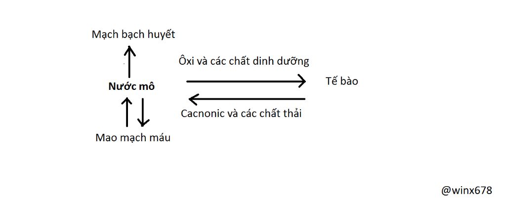 ve-so-do-va-phan-tich-moi-quan-he-giua-cac-thanh-phan-cua-moi-truong-trong-co-the