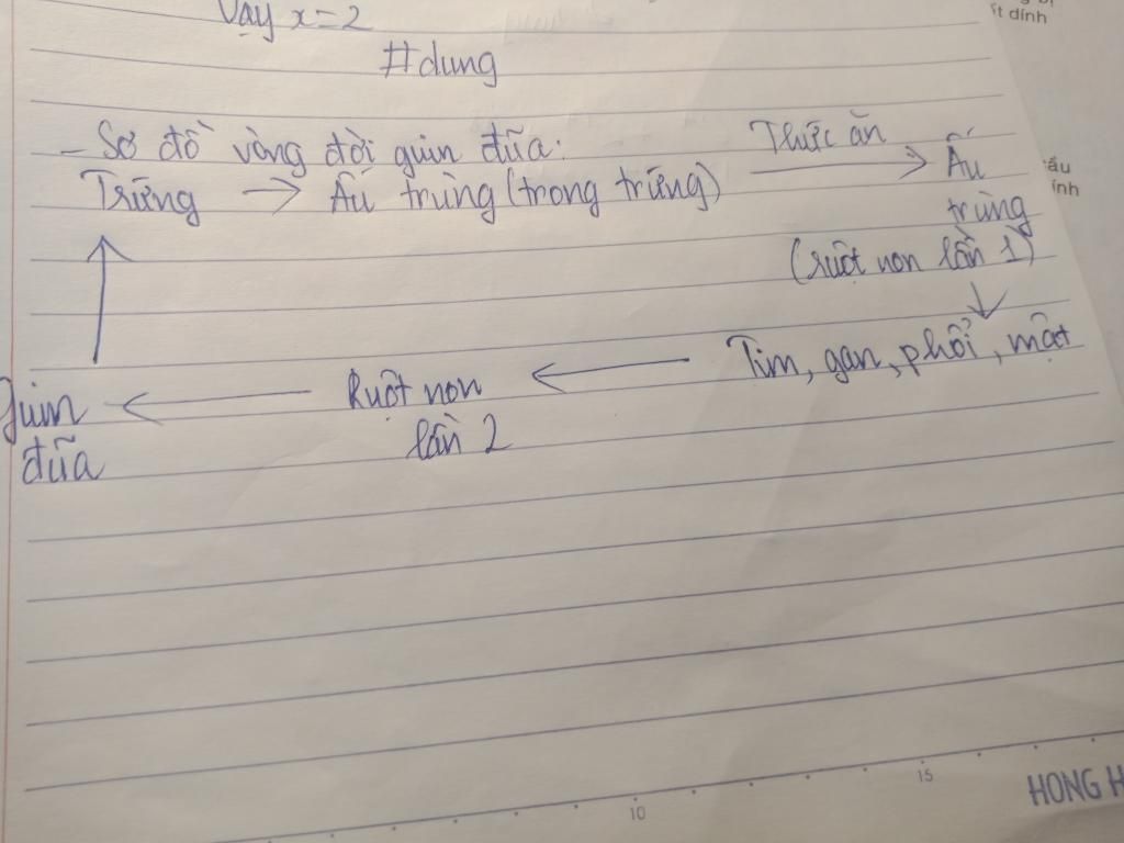 ve-so-do-vong-doi-cua-giun-dua-su-dung-dau-suy-ra-de-trinh-bay