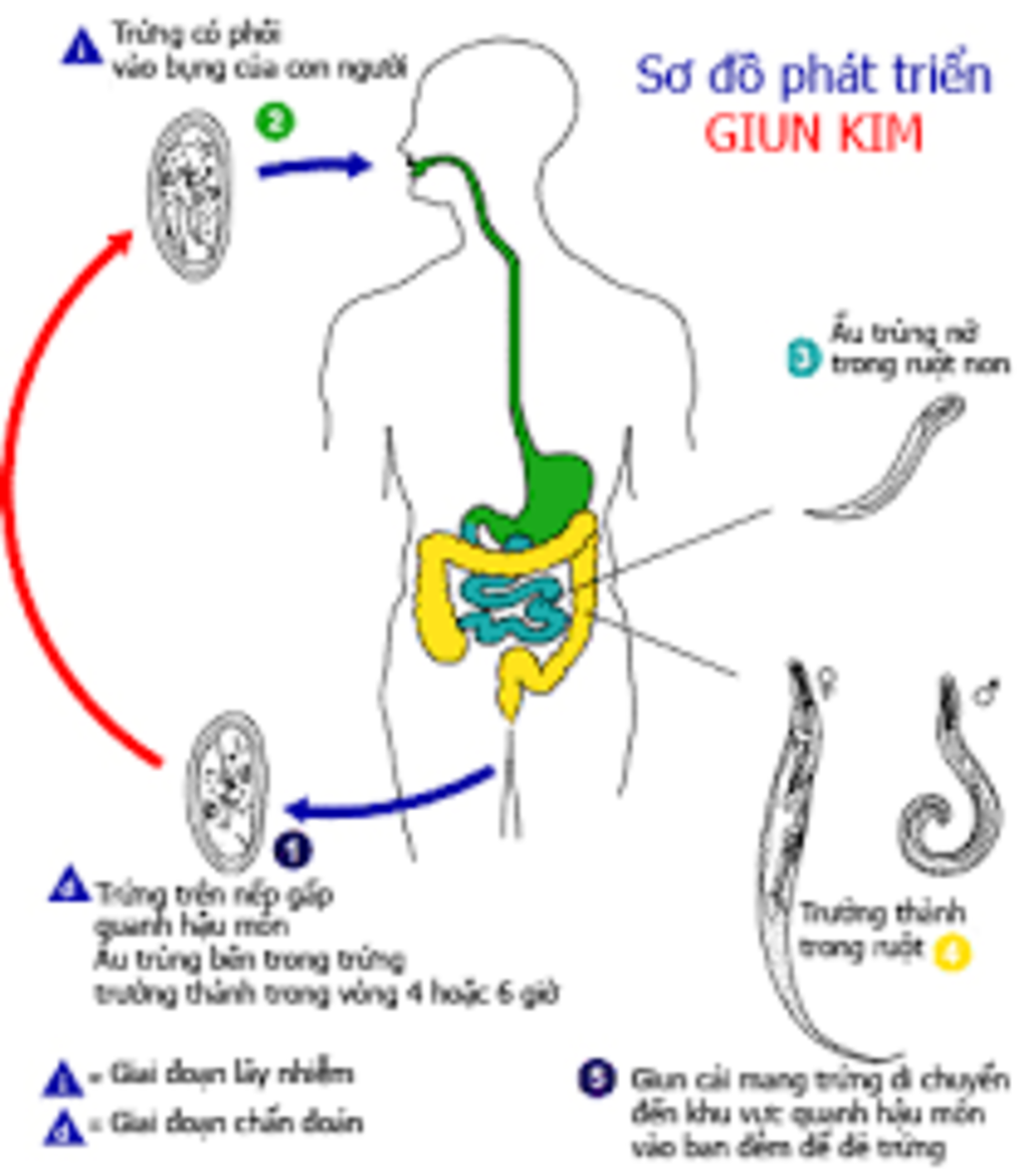 ve-so-do-vong-doi-giun-kim-mai-mk-kiem-tra-roi-giup-minh-voi