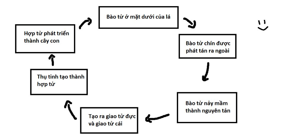 ve-so-do-vong-doi-phat-trien-cua-cay-duong-si