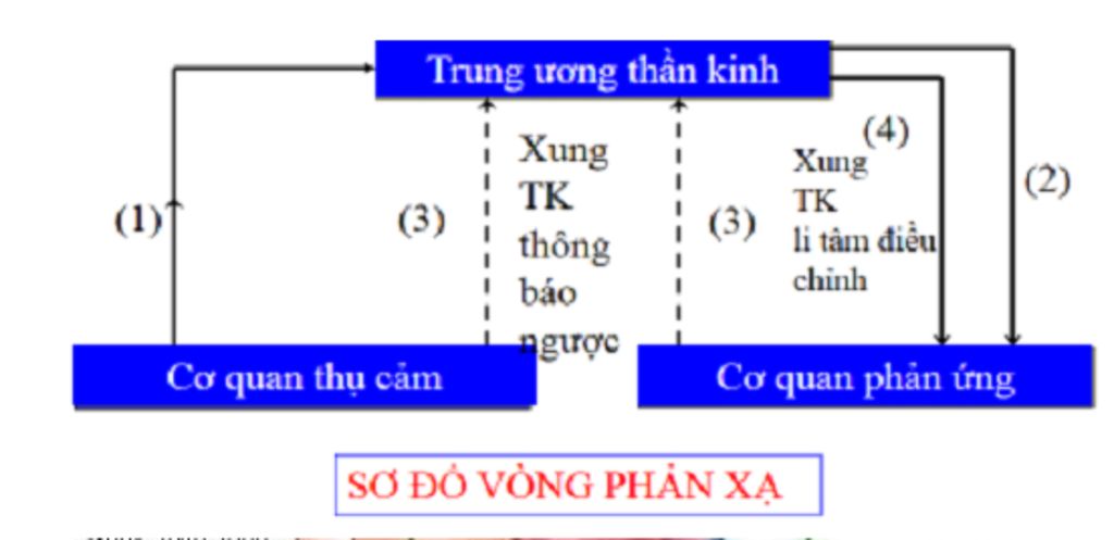 ve-so-do-vong-phan-a-cho-vd-giai-thich
