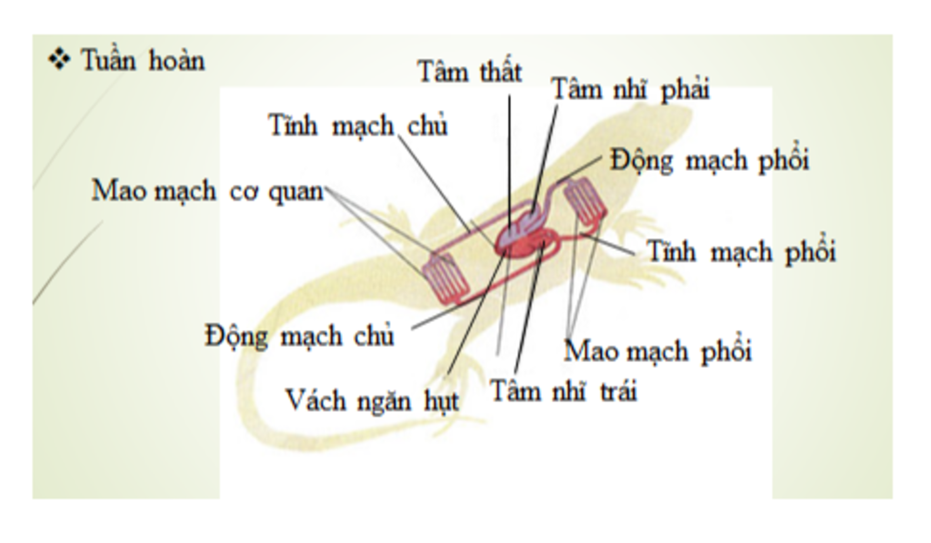 ve-so-do-vong-tuan-hoan-lon-va-vong-tuan-hoan-nho-cua-than-lan