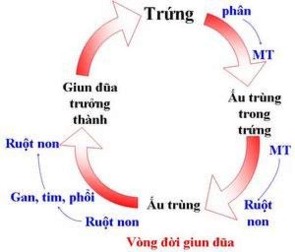 ve-va-trinh-bay-vong-doi-cua-mot-so-dai-dien-nganh-giun