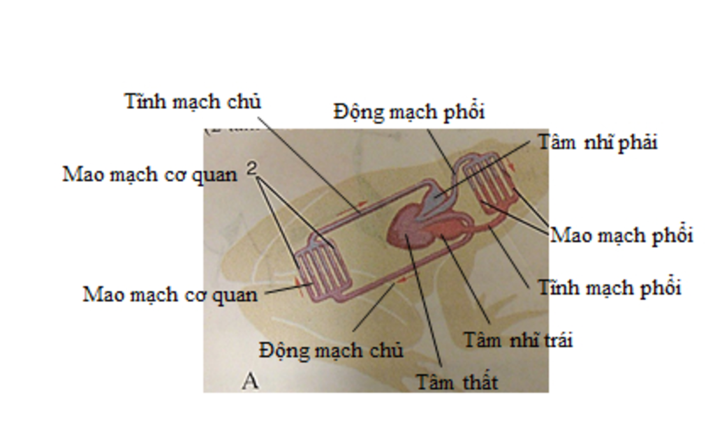 ve-va-trinh-bay-vong-tuan-hoan-cua-2-lop-dong-vat-co-uong-song