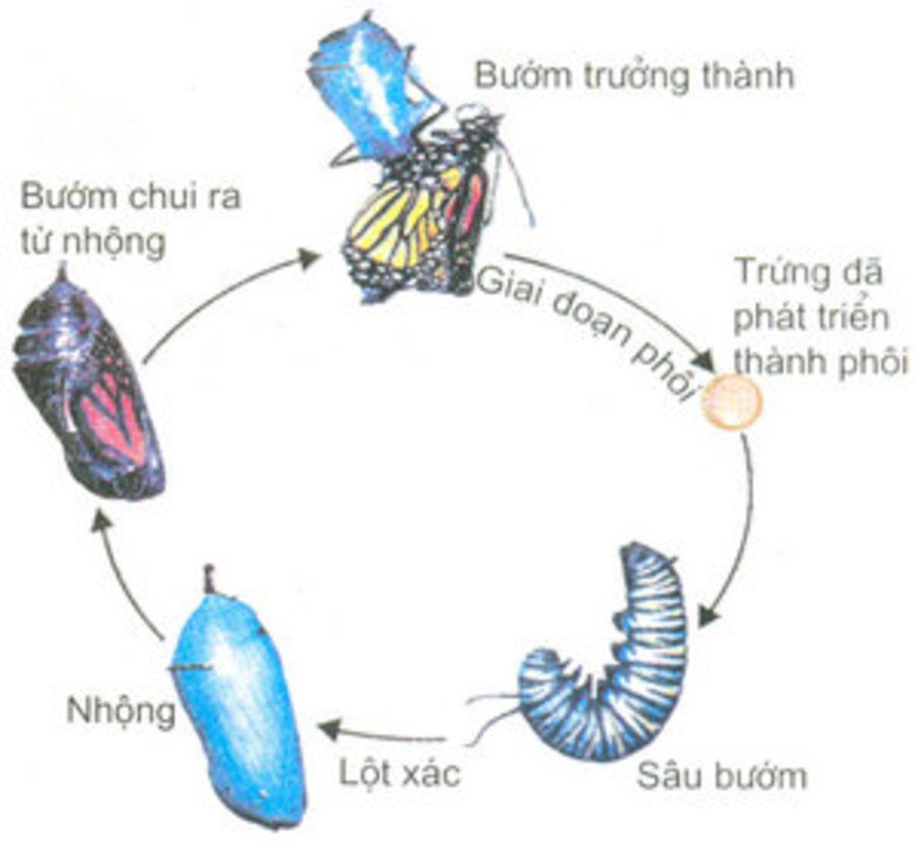 ve-vong-doi-bien-thai-hoan-toan-va-ko-hoan-toan-cua-con-trung