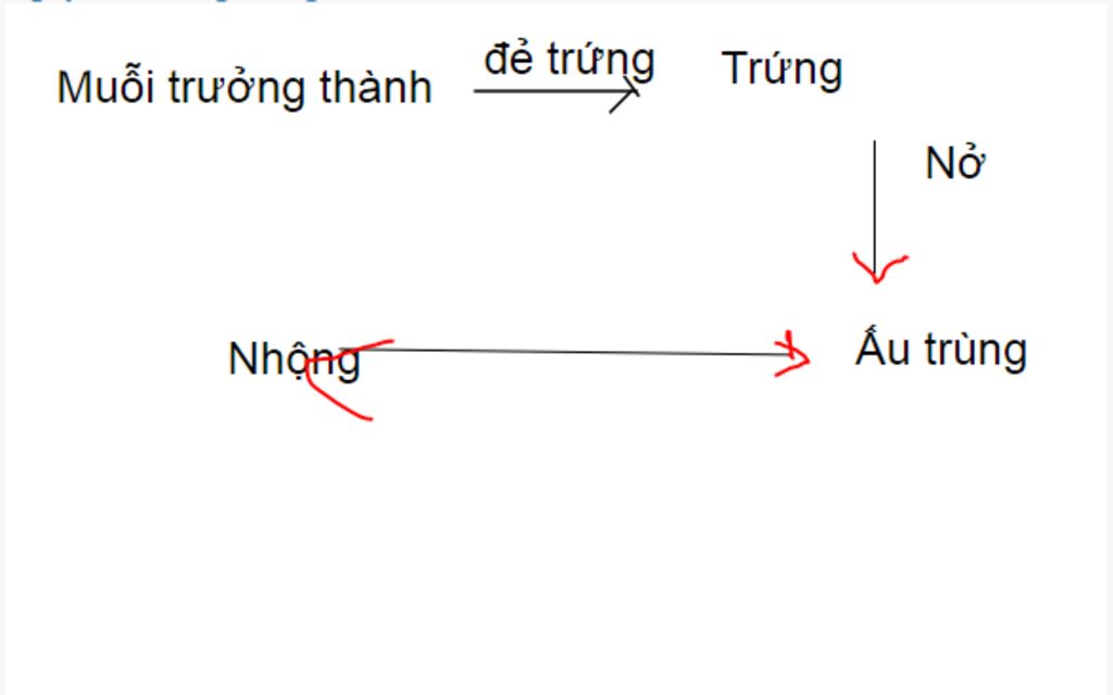 ve-vong-doi-cua-muoi-ruoi-neu-cach-diet-tru-chung-giai-doan-truong-thanh-diet-nhu-the-nao-giai-d