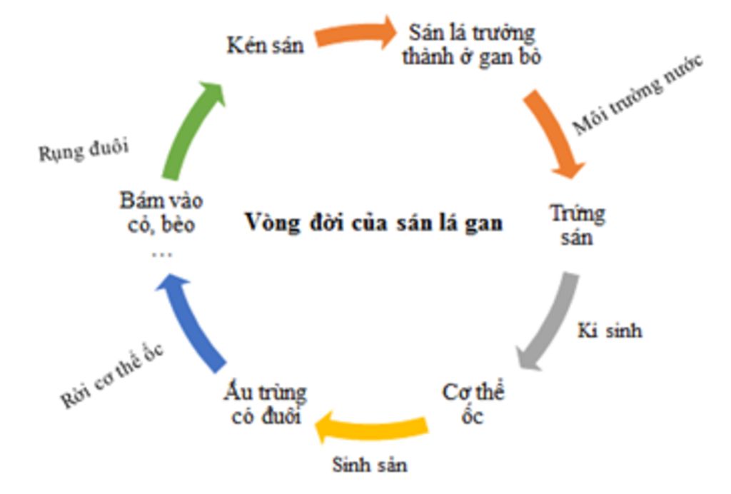 ve-vong-doi-cua-san-la-gan-va-giun-dua-giup-mik-vs-mai-mik-thi-r