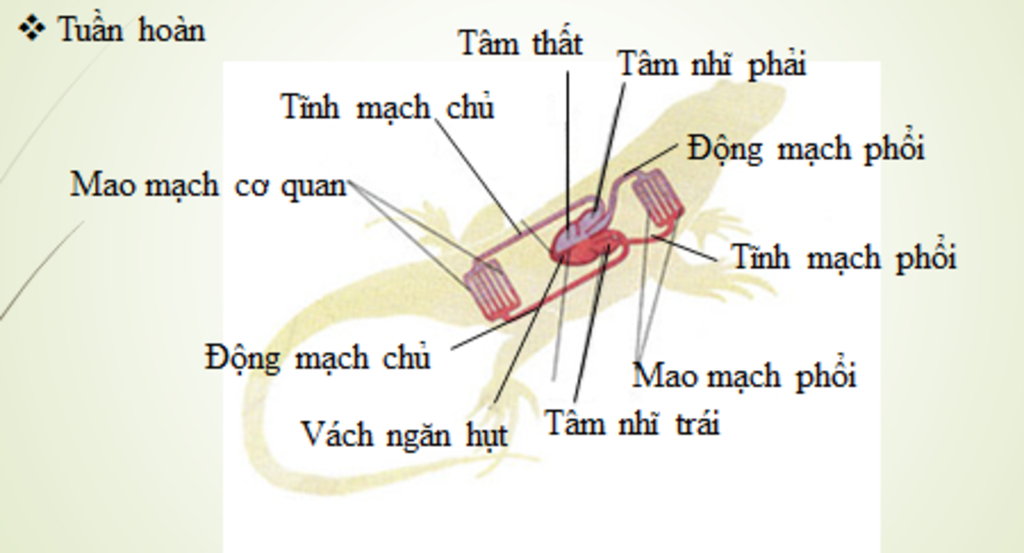 ve-vong-tuan-hoan-cua-than-lan-chi-tiet-nhat