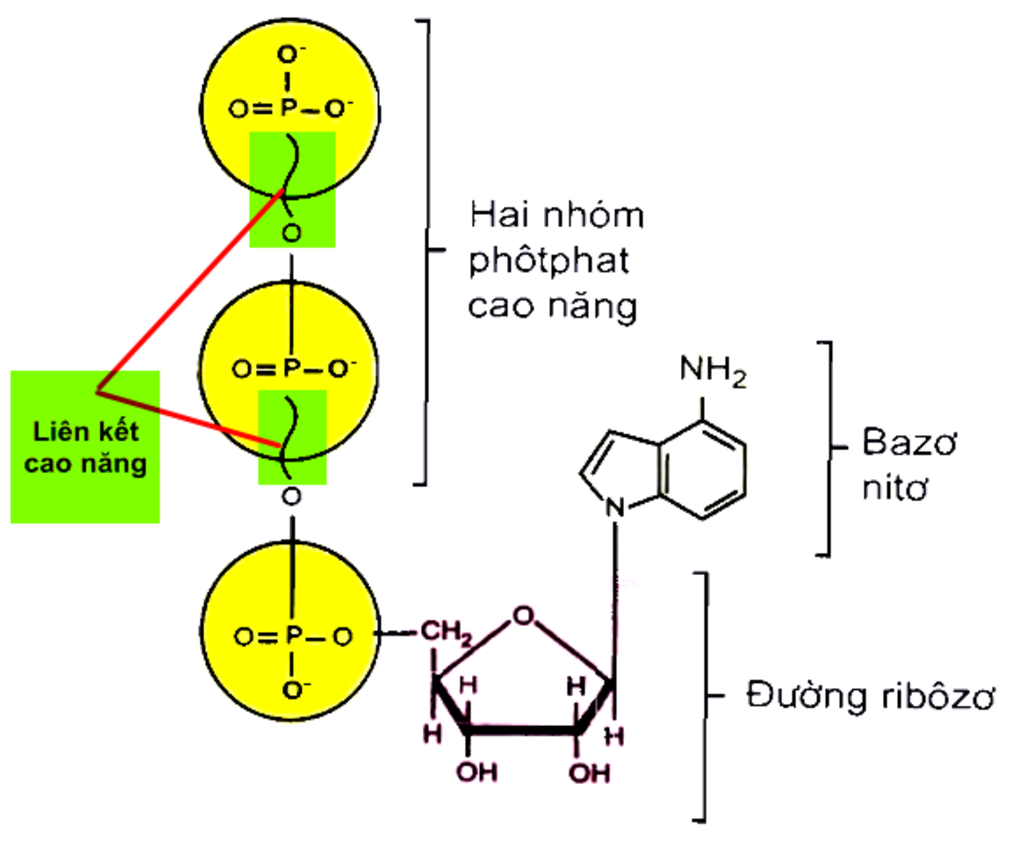 vi-sao-atp-lai-duoc-goi-la-hop-chat-cao-nang-luong