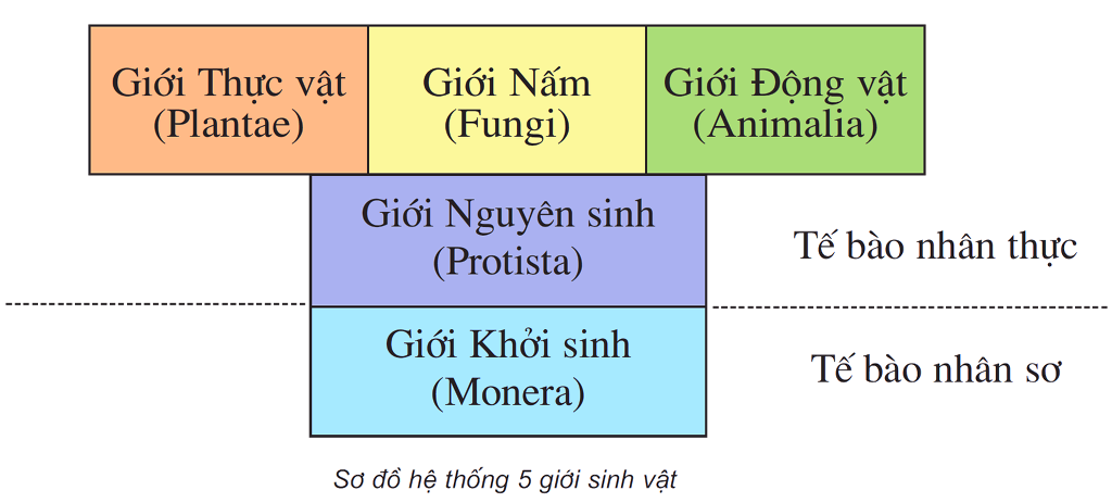 vi-sao-khong-ep-dong-vat-nguyen-sinh-vao-nhom-dong-vat