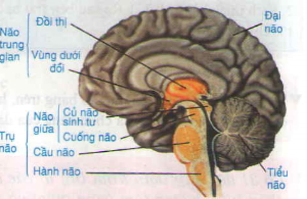 vi-tri-va-chuc-nang-tung-phan-cua-nao-bo