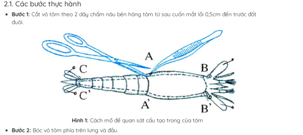 viet-ban-bao-cao-sinh-hoc-bai-mo-tom-song-lam-that-day-du-nha-cac-ban-co-ca-hinh-anh-thi-cang-to