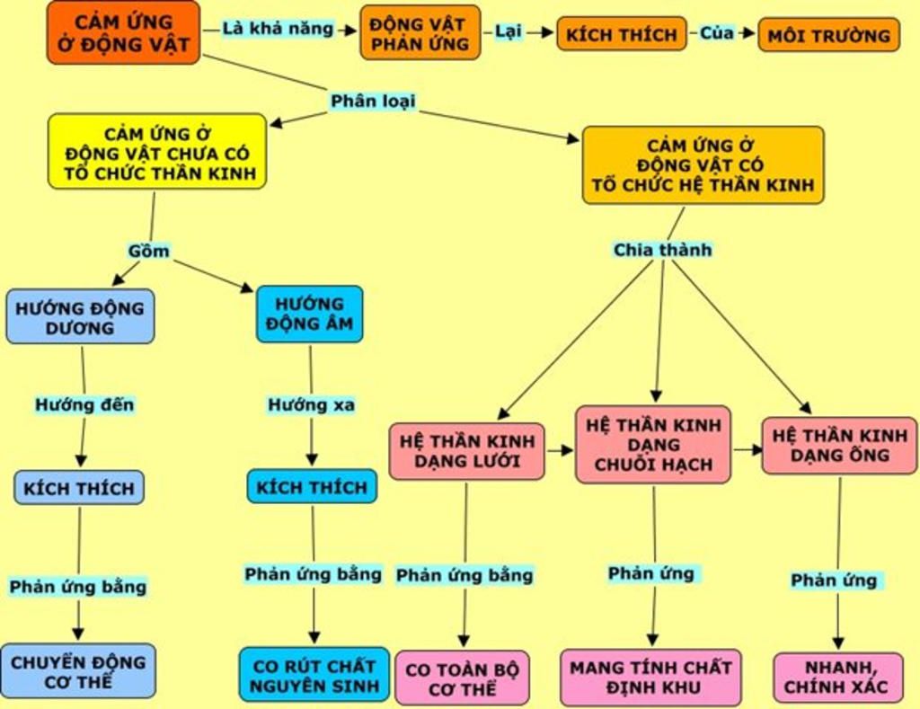 viet-so-do-cay-tien-hoa-qua-trinh-sinh-san-o-dong-vat