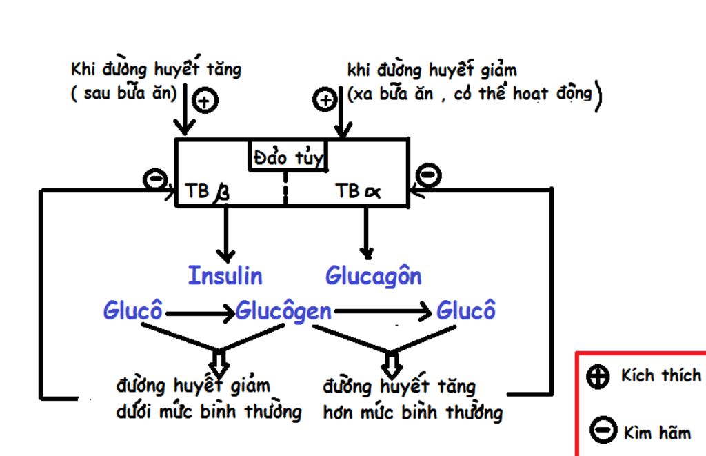 viet-so-do-the-hien-qua-trinh-dieu-hoa-luong-duong-trong-mau-dam-bao-giu-glucozo-o-muc-on-dinh-0