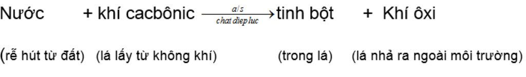 viet-so-do-tom-tat-va-khai-niem-qua-trinh-quang-hop-va-ho-hap-cua-cay-anh