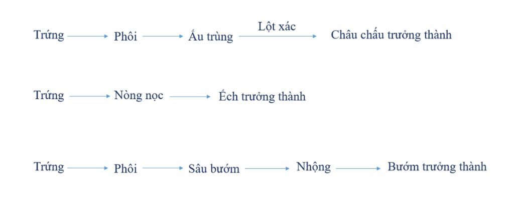 vong-doi-cua-con-chau-chau-buom-ech-con-nguoi-co-gi-khac-nhau-giup-minh-voi